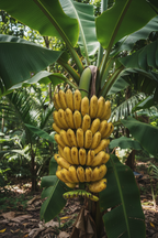 HYBRID BANANA