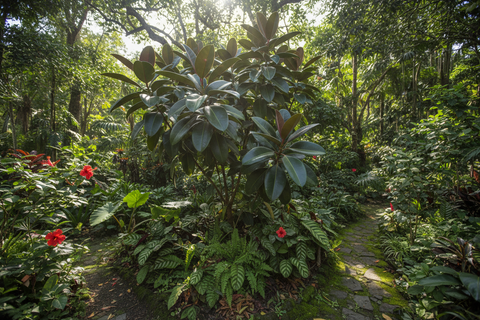 Rubber plant