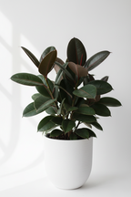 Rubber plant
