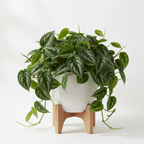 SATIN MONEY PLANT