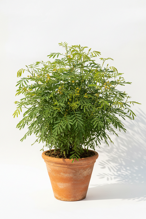 SHAMI PLANT
