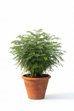 NAVAGRAHA PLANT COMBO