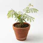 HYBRID AMLA PLANT