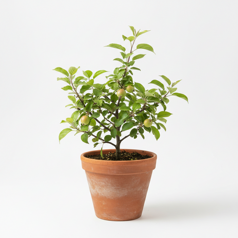 HRM 99 APPLE GRAFTED