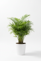 Areca Palm