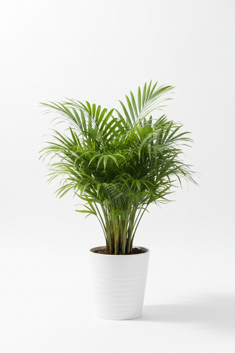 Areca Palm