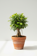 BANYAN TREE