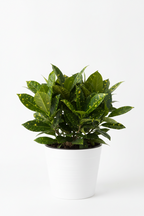 Gold Dust Croton Plant