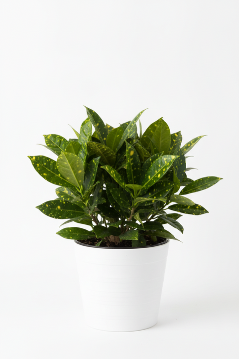 Gold Dust Croton Plant