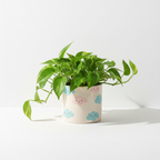 Green Money Plant (Epipremnum aureum – Green variety)