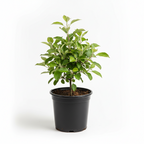 HRM 99 APPLE GRAFTED