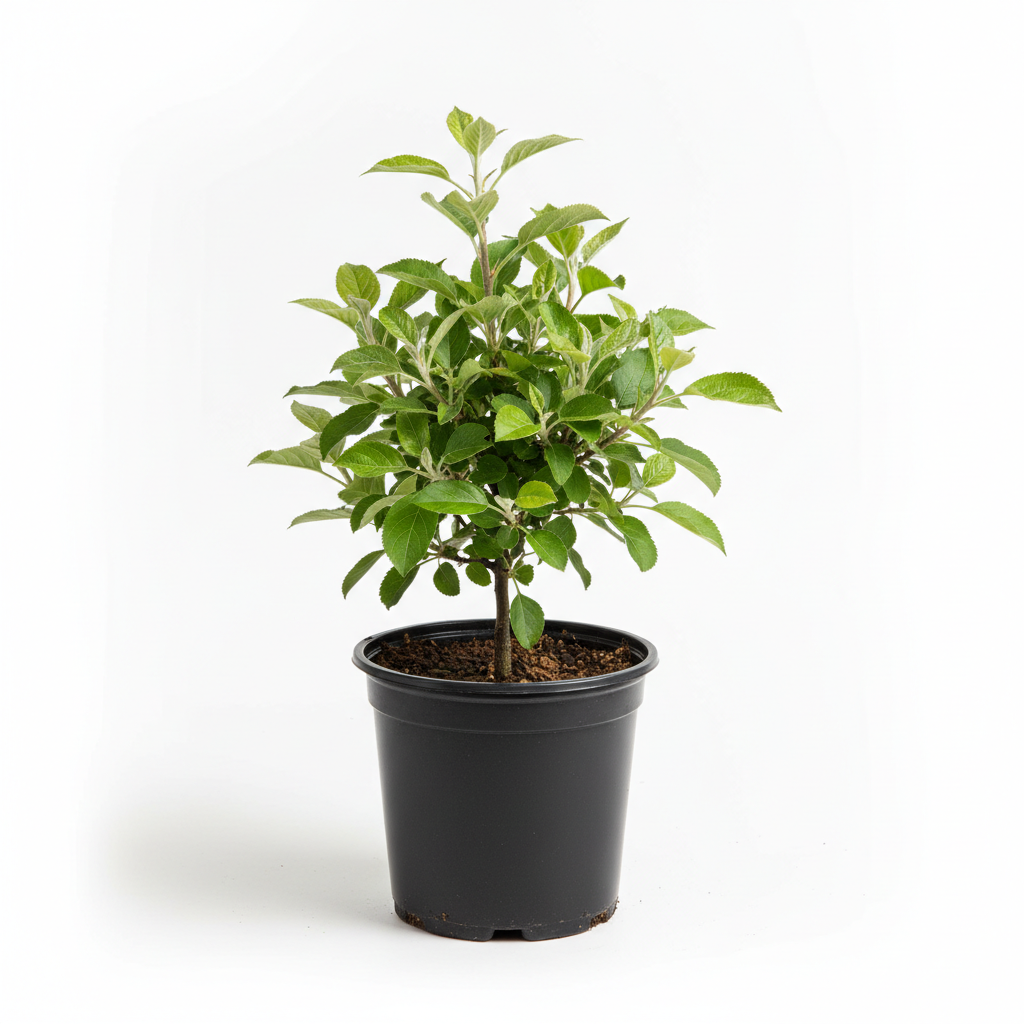 HRM 99 APPLE GRAFTED