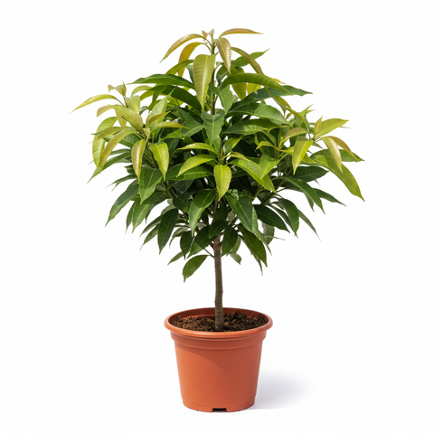 LANGRA MANGO PLANT