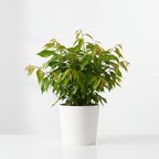 HYBRID LITCHI