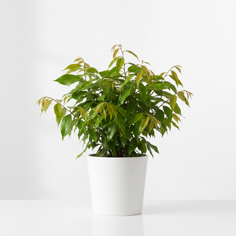 HYBRID LITCHI