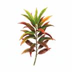 Thin Leaves Croton Plant