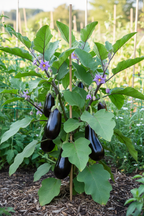Vegi Baigan Plant
