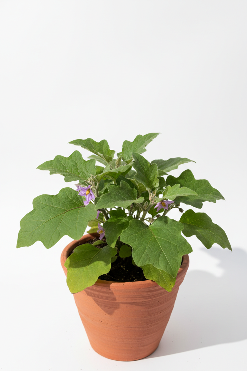Vegi Baigan Plant