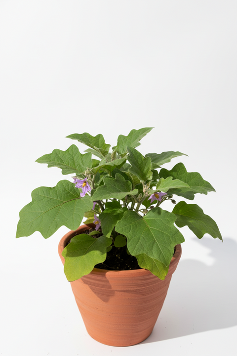 Vegi Baigan Plant