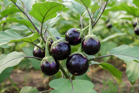 Vegi Baigan Plant