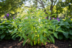 Stivia Plant