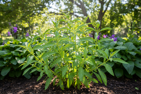 Stivia Plant