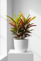 Thin Leaves Croton Plant
