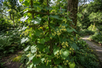 Guluchi Plant(Giloy)