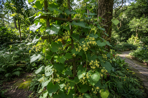 Guluchi Plant(Giloy)