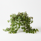 TRIDAX PROCUMBEN