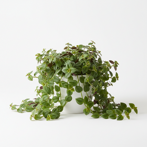 TRIDAX PROCUMBEN