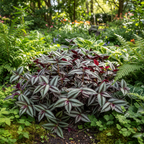 TRADESCANTIA ZEBRINA