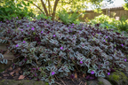 TRADESCANTIA ZEBRINA