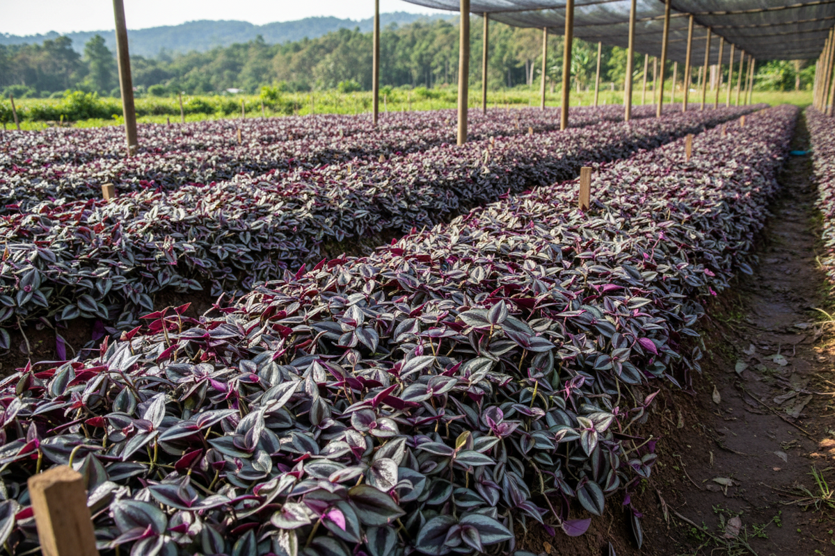 TRADESCANTIA ZEBRINA