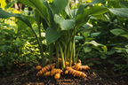 TURMERIC PLANT