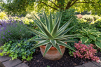Aloe vera plant