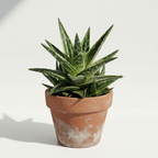 Aloe vera plant