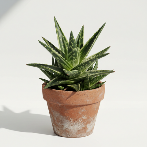 Aloe vera plant