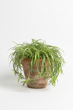 VERICATED SPIDER PLANT
