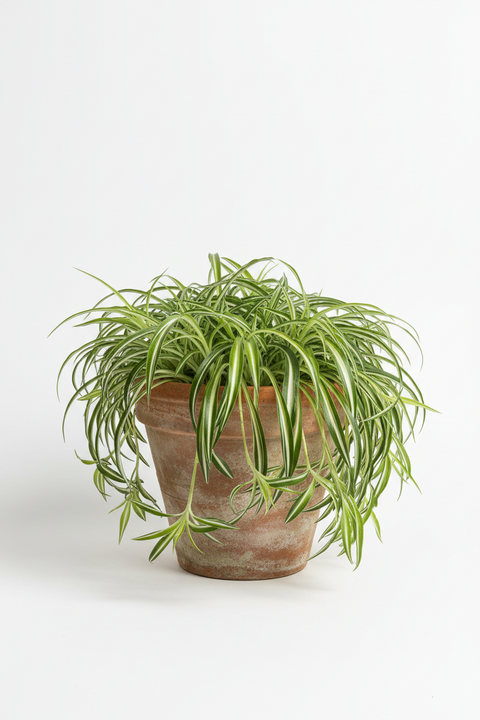 VERICATED SPIDER PLANT