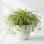 VERICATED SPIDER PLANT