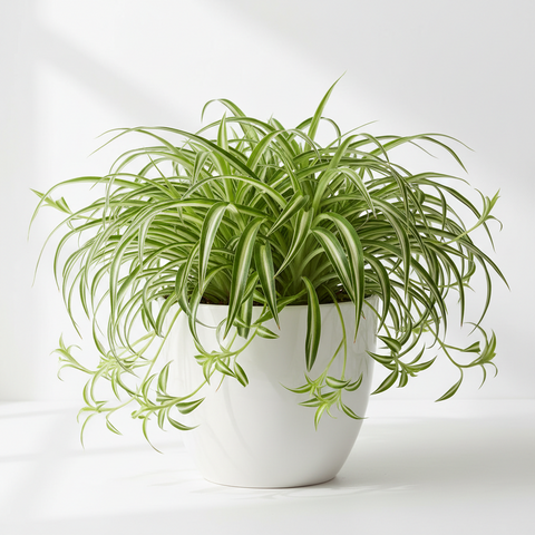 VERICATED SPIDER PLANT