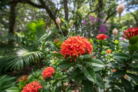 West Indian Jasmine