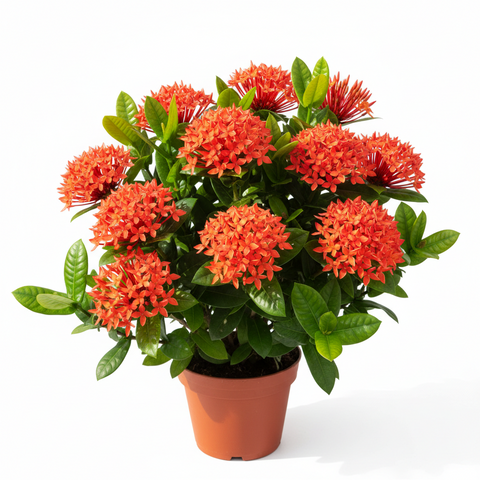 West Indian Jasmine