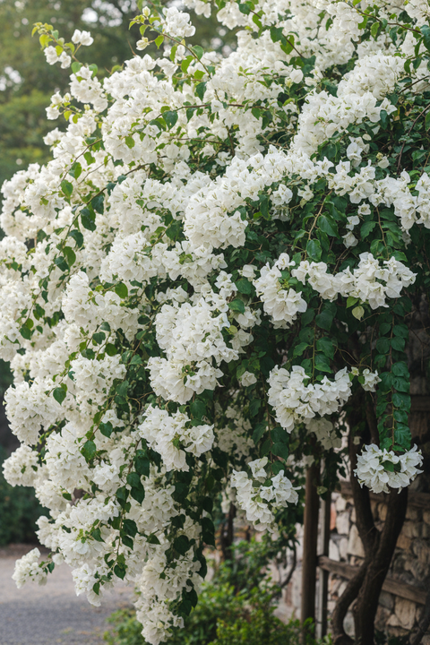 Bougainvillea