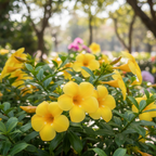 YELLOW ALLAMANDA