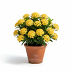 West Indian Jasmine